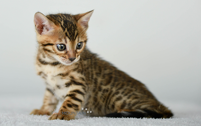 Bengal kitten for sale